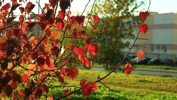 Autos Fahren Auf Stadtstraßen Und Bäume Werfen Weiterhin Herbstblätter Mit — Stockvideo