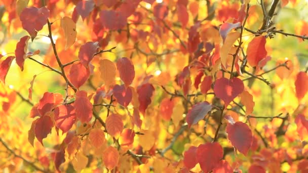 在温暖的秋日 城市公园里有红色和黄色叶子的苹果树 — 图库视频影像