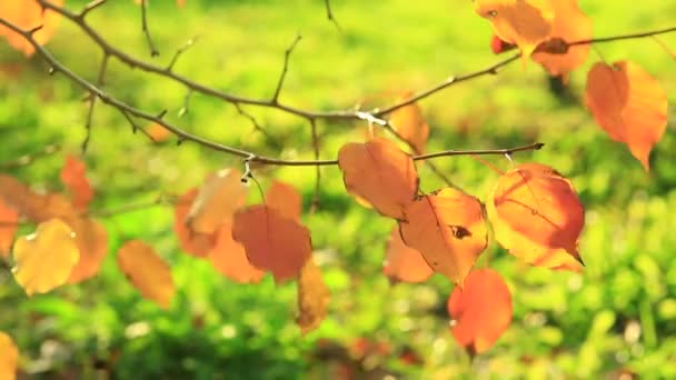 Goldene Apfelbaumblätter Bewegen Sich Einem Warmen Herbsttag Wind — Stockvideo