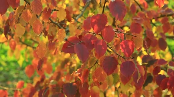 Apfelbaum Mit Roten Und Gelben Blättern Stadtpark Einem Warmen Herbsttag — Stockvideo