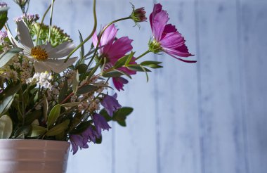 çok renkli kır çiçekleri - mavi bir arkaplanda, beyaz bir vazoda                               