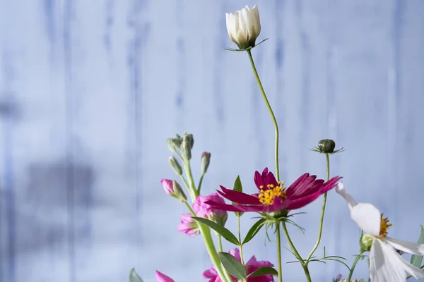 Flores Silvestres Multicolores Primer Plano Sobre Fondo Azul — Foto de Stock