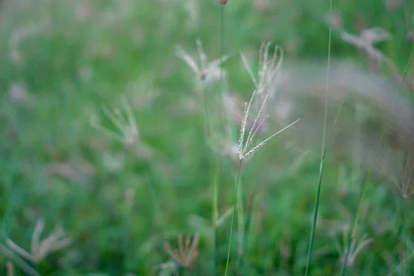 Vzorek Pozadí Květ Trávy — Stock fotografie