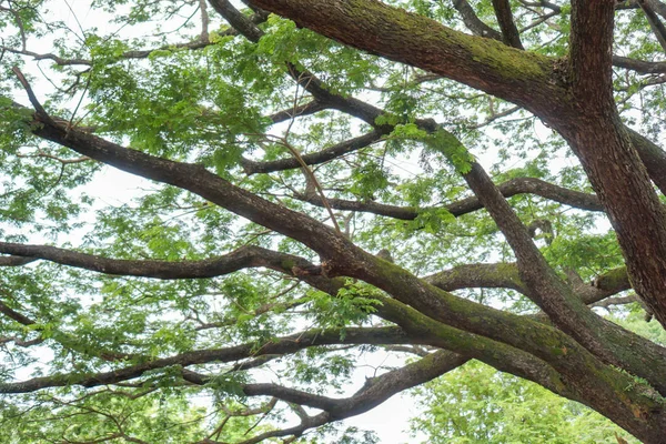 Yeşil yaprakları ile bir ağacın altında şube.