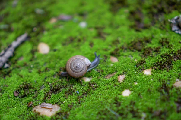 在苔藓地区行走的蜗牛 — 图库照片