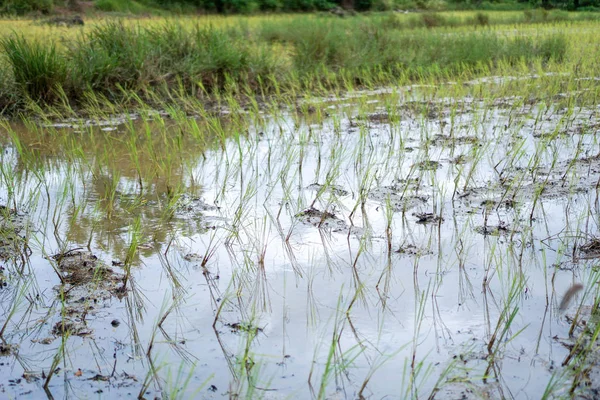 Pirinç Tarlaları Çiftçiler Tarafından Bitti — Stok fotoğraf