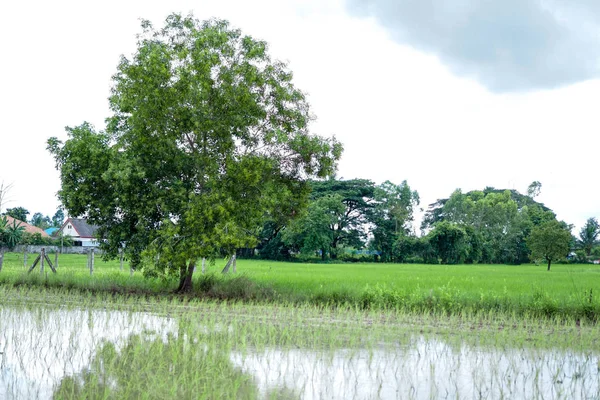 Рисові Поля Завершені Фермерами — стокове фото