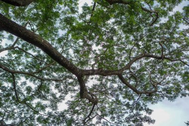 Yeşil yaprakları ile bir ağacın altında şube.