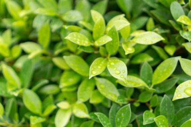 Doku desen arka plan yeşil yaprakları.