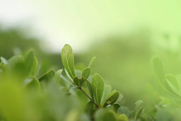 Folhas Verdes Textura Padrão Fundo — Fotografia de Stock