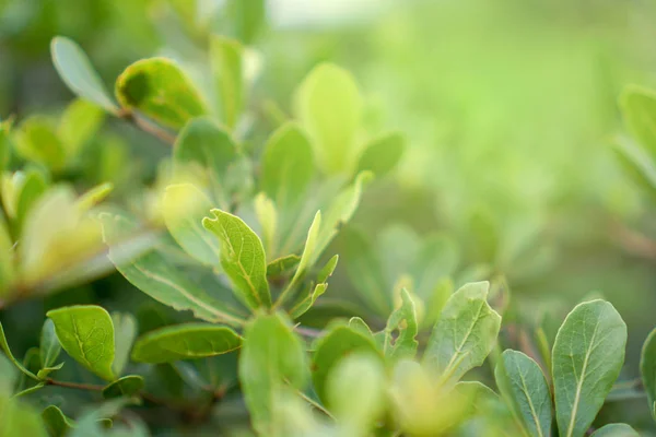 Πράσινα Φύλλα Υφή Μοτίβο Φόντου — Φωτογραφία Αρχείου