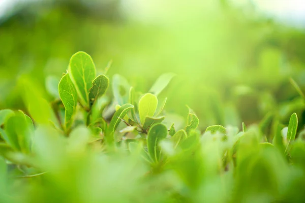 Folhas Verdes Textura Padrão Fundo — Fotografia de Stock