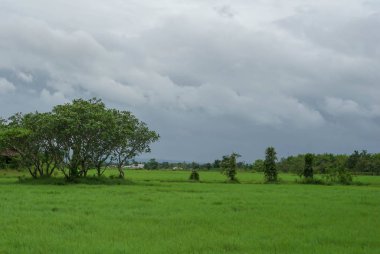 Yeşil Mera desen textuer arka plan.