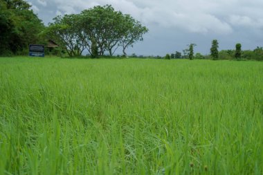 Yeşil Mera desen textuer arka plan.