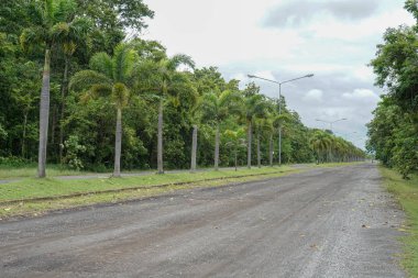 Yol boyunca ağaçlar ile kırsal kesimde eski yol.