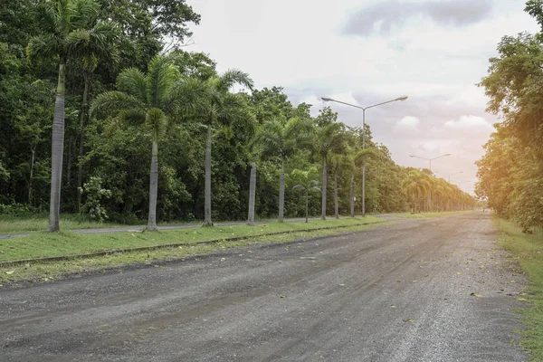Estrada Velha Campo Com Árvores Longo Caminho — Fotografia de Stock