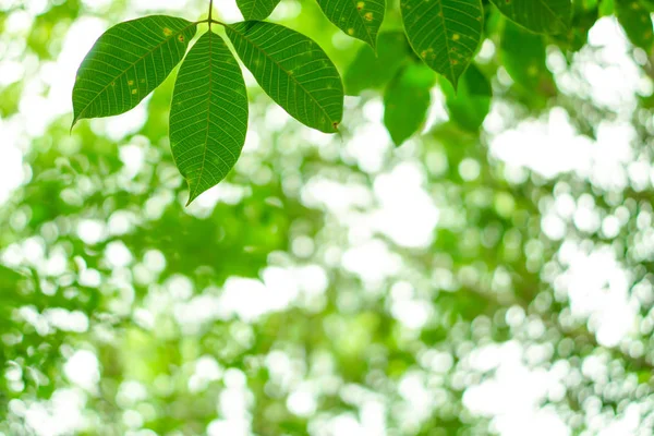 自然の緑のボケ味を持つ葉 — ストック写真