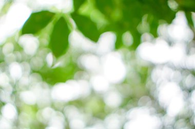 Yaprakları ile doğal yeşil bokeh