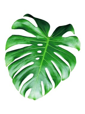 Monstera yaprakları beyaz arkaplanda yalıtılmış.
