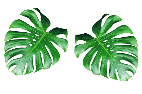 iki monstera izole üzerinde beyaz arka plan bırakır.