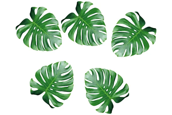 Monstera Blad Isolerad Vit Bakgrund — Stockfoto