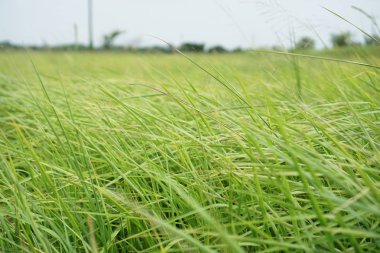 Bulanık yatay ön tarafta çimen        