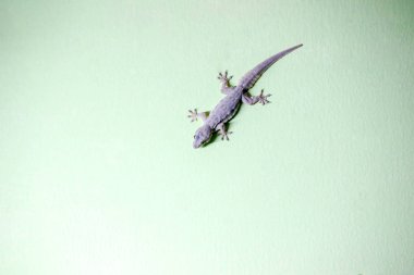 Lizard Island yeşil duvar.