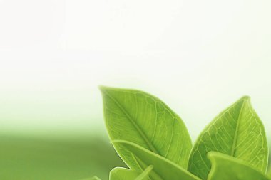 Açık renkli desen doku yaprak, uzay arka plan doğal yeşil bitkiler manzara kullanarak kopyalama