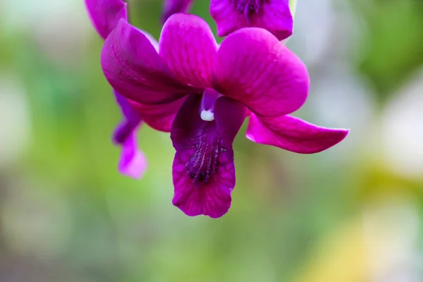 Orquídeas Jardín Para Diseño Belleza Postales — Foto de Stock