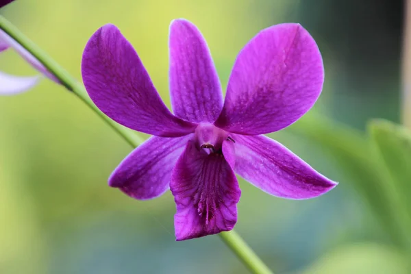 Orquídeas Jardín Para Diseño Belleza Postales — Foto de Stock