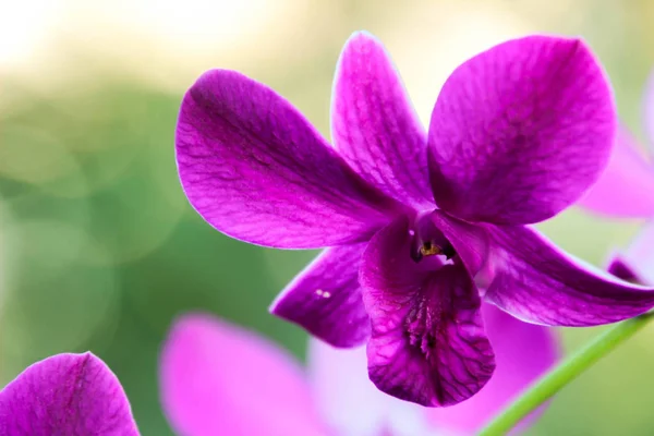 Orquídeas Jardín Para Diseño Belleza Postales — Foto de Stock