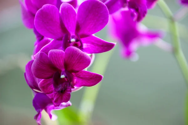 Orquídeas Jardín Para Diseño Belleza Postales — Foto de Stock