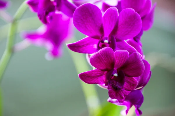 Orquídeas Jardín Para Diseño Belleza Postales — Foto de Stock