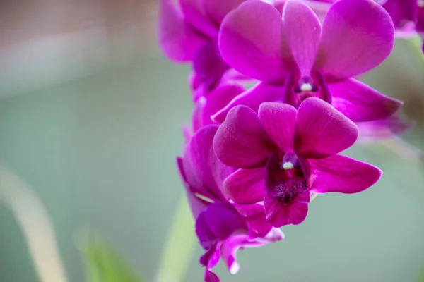 Orquídeas Jardín Para Diseño Belleza Postales — Foto de Stock