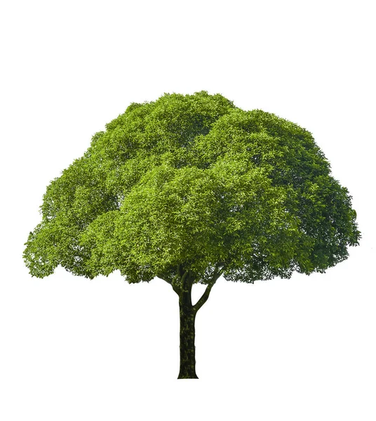 Дерево Ізольовано Білому Тлі Відсічні Контури — стокове фото