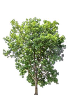 Ağaç izole kırpma yolları, beyaz arka plan üzerinde.