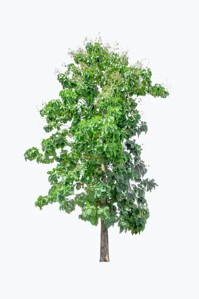 Albero Teak Isolato Sfondo Bianco Percorsi Ritaglio — Foto Stock