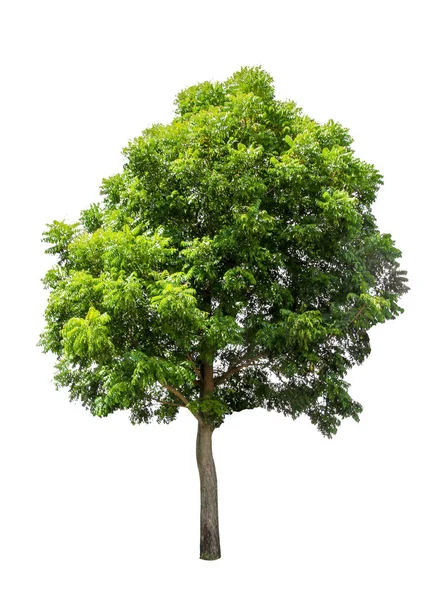 Ağaç izole kırpma yolları, beyaz arka plan üzerinde