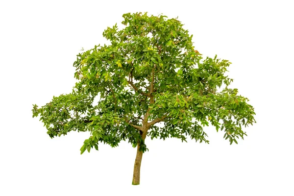 Tree White Background Clipping Paths — Stock Photo, Image