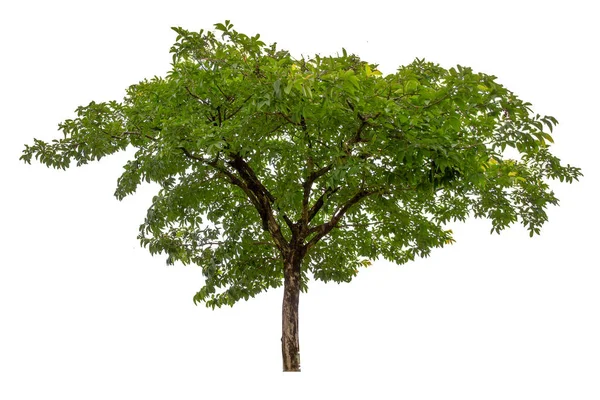 Ağaç beyaz arka plan, kırpma yolları üzerinde.