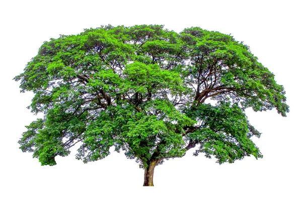 Дерево Білому Тлі Відсічні Контури — стокове фото