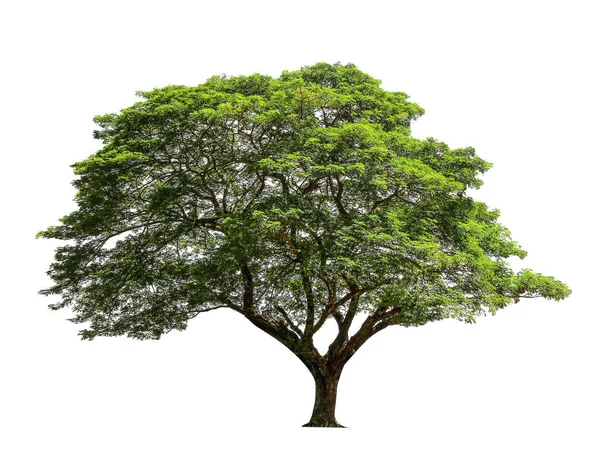 Ağaç izole kırpma yolları, beyaz arka plan üzerinde.