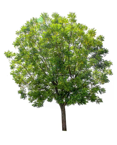 Дерево Ізольовано Білому Тлі Відсічні Контури — стокове фото