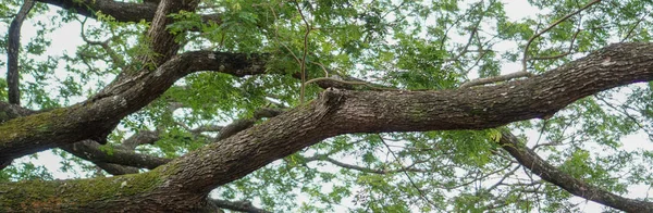 Tree Banner Large Branches Extending Out — Stock Photo, Image