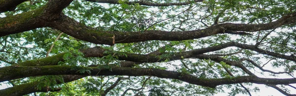 Tree Banner Large Branches Extending Out — Stock Photo, Image