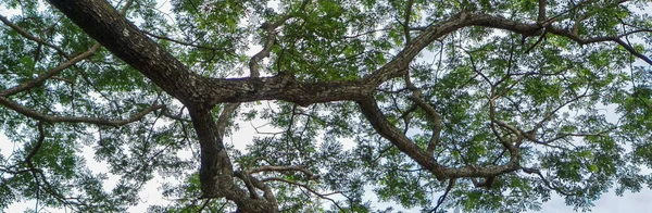 Tree Banner Large Branches Extending Out — Stock Photo, Image