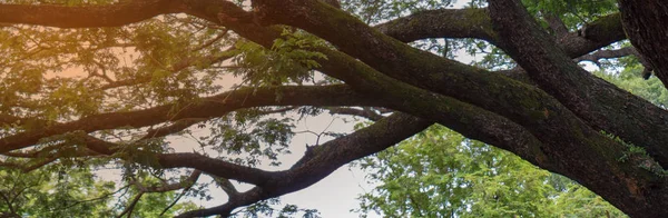 Банер Дерева Великими Гілками Розширюються — стокове фото