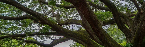 Tree Banner Large Branches Extending Out — Stock Photo, Image