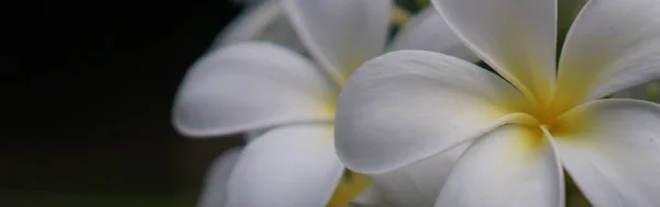 Afiş, Champa çiçek Web siteleri için Mesajınız için kullanılabilir.