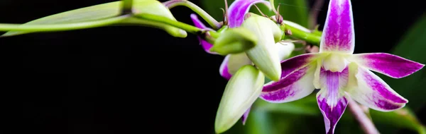 Bannière Taille Nature Fond Orchidée — Photo
